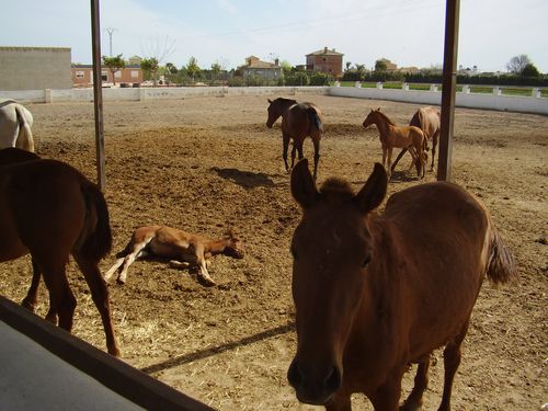 Stable in Spain Horses