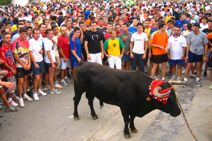 Bull-Fiesta